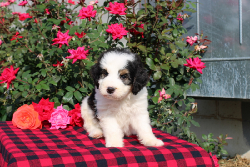 puppy, for, sale, Bernedoodle, Matthew B. Stoltzfus, dog, breeder, Gap, PA, dog-breeder, puppy-for-sale, forsale, nearby, find, puppyfind, locator, puppylocator, aca